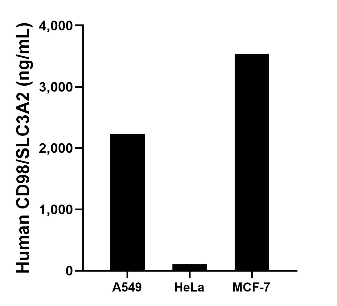 The mean CD98/SLC3A2 concentration was determined to be 2,237.79 ng/mL in A549 cell extract based on a 2.50 mg/mL extract load, 103.17 ng/mL in HeLa cell extract based on a 2.80 mg/mL extract load and 3,533.79 ng/mL in MCF-7 cell extract based on a 3.20 mg/mL extract load.